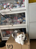 奥克斯（AUX）宠物剃毛器猫咪专用推子长毛猫电推剪静音剃猫毛神器宠物猫脚底推毛器 【长毛猫专用 可防水】标配 实拍图