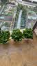 京东绿植绿萝盆栽除甲醛花卉绿植办公室新房净化空气180菱形3盆源头直发 实拍图