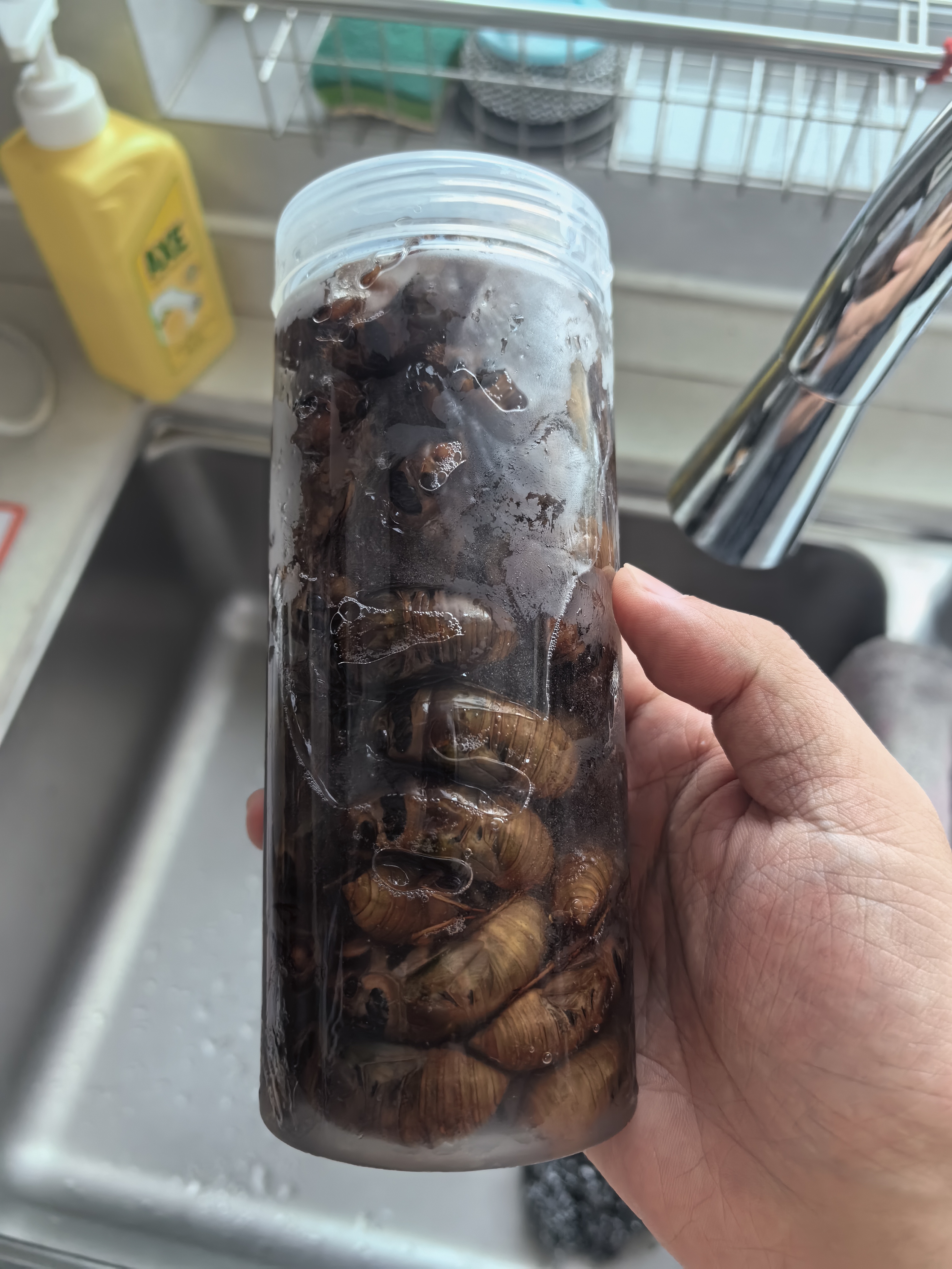 莲山九鲜山东大号金蝉知了猴 生鲜冷冻生爬叉知了龟 非熟食烧烤食材冷链 大号金蝉100只装（新货） 实拍图