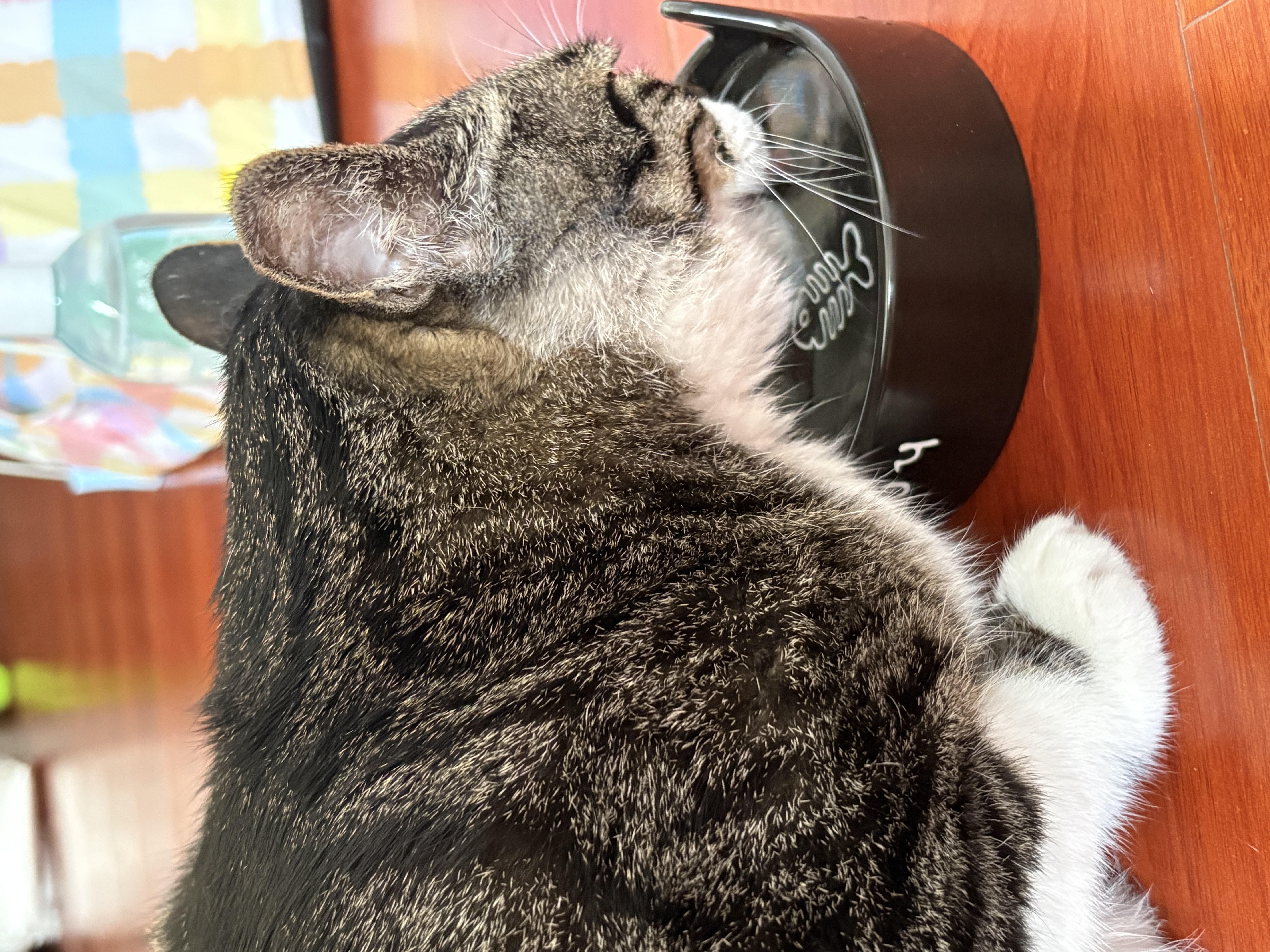 可鲁 洁齿水360ml狗狗猫咪宠物洁齿水祛口臭牙膏牙齿清洁犬猫通用 实拍图