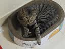 疯狂的主人猫抓板窝特大号猫玩具猫爪板猫抓盆不掉屑猫窝椭圆形瓦楞纸 实拍图