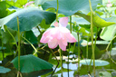 适马（SIGMA）18-50mm F2.8 DC DN｜Contemporary 半画幅微单 1850标准变焦镜头  （富士卡口） 实拍图
