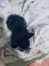 七彩缦冻干猫粮5斤2.5kg宠物幼猫成猫全阶段流浪20猫咪主粮深海鱼 鱼味猫粮5斤 实拍图