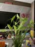 几物森林陶瓷拉面碗斗笠碗家用大碗餐具大号汤碗吃面条随机花色8英寸4只装 实拍图