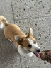 疯狂小狗宠物狗狗零食中大型犬磨牙棒牛皮卷幼犬成犬 大号鸭肉甜甜圈80g*3 实拍图