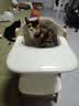 京东京造儿童成长椅子宝宝餐椅婴儿家用吃饭桌实木座椅可折叠多功能榉木 实拍图