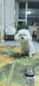 麦富迪狗粮 无谷牛肉双拼狗粮成犬小型犬比熊贵宾缓解泪痕 10kg/20斤 实拍图
