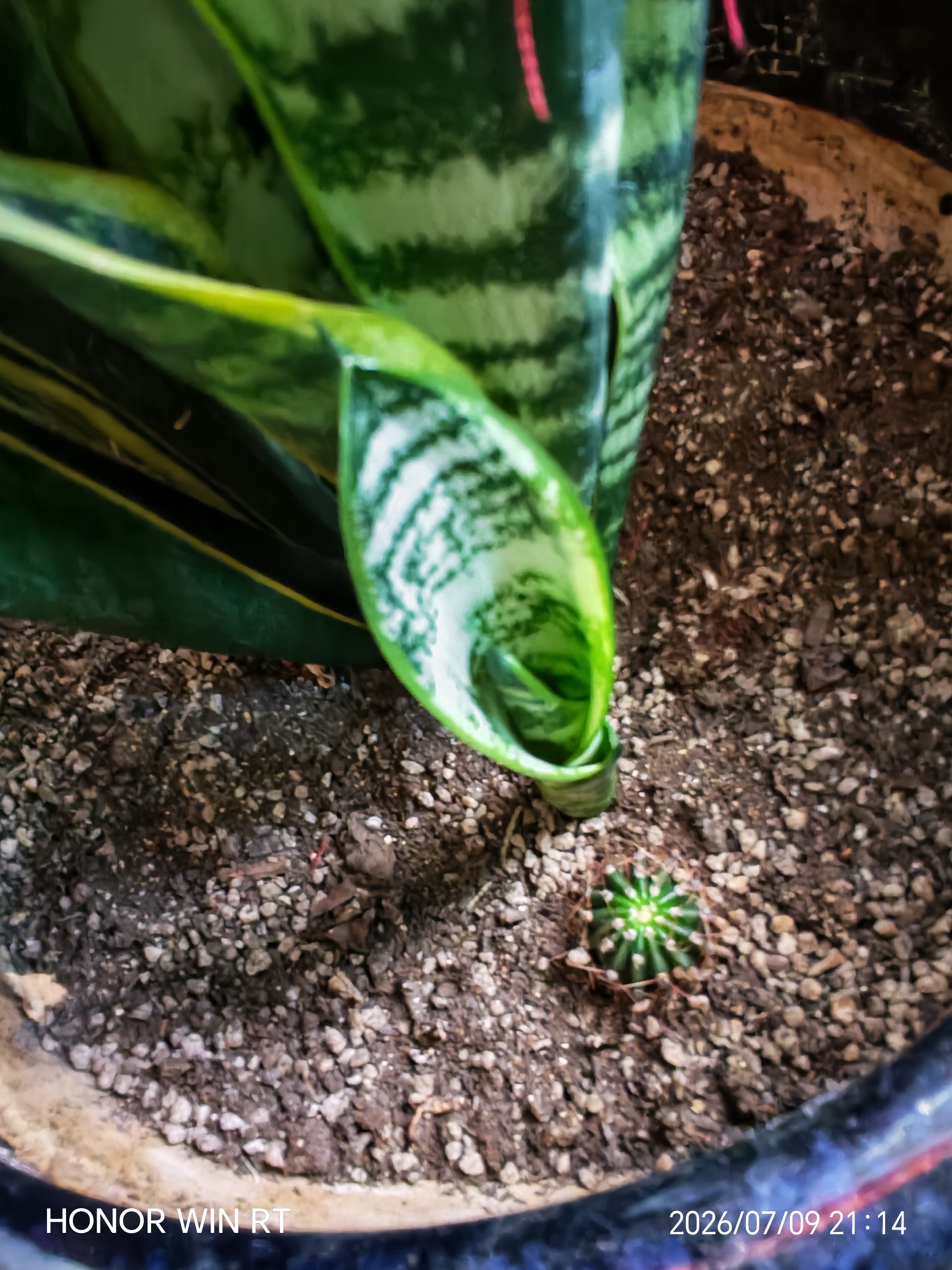 史丹利家庭园艺有机营养液通用型蔬菜果树植物花肥料盆栽家用养花500ml 实拍图
