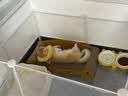 皇家猫粮 幼猫猫粮 幼猫奶糕 K36 通用粮 4-12月 4.5KG 实拍图