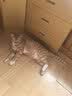 牧灵木天蓼超大磨牙棒猫玩具猫咪玩具自嗨解闷神器逗猫棒猫薄荷球耐咬 大号木天蓼磨牙棒 实拍图