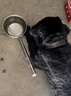 疯狂小狗中大型犬狗粮成幼犬10kg金毛边牧牛肉&青口贝犬粮20斤 实拍图