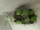 【新人专享】虹之玉多肉植物彩色系列红色精品多肉办公室室内 随机多肉8颗不重复 实拍图