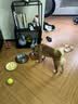 麦富迪狗狗零食 joy牛肉粒540g中小型犬磨牙棒训练奖励解馋宠物零食 实拍图