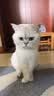 味当家宠物猫零食猫草片云杉助排毛冻干60g猫咪零食毛球克星肠道健康 实拍图