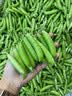 中鲜生 云南新鲜豌豆 甜豌豆新鲜蔬菜现摘豆角 净重4.5斤【好划算】鲜嫩饱满 实拍图