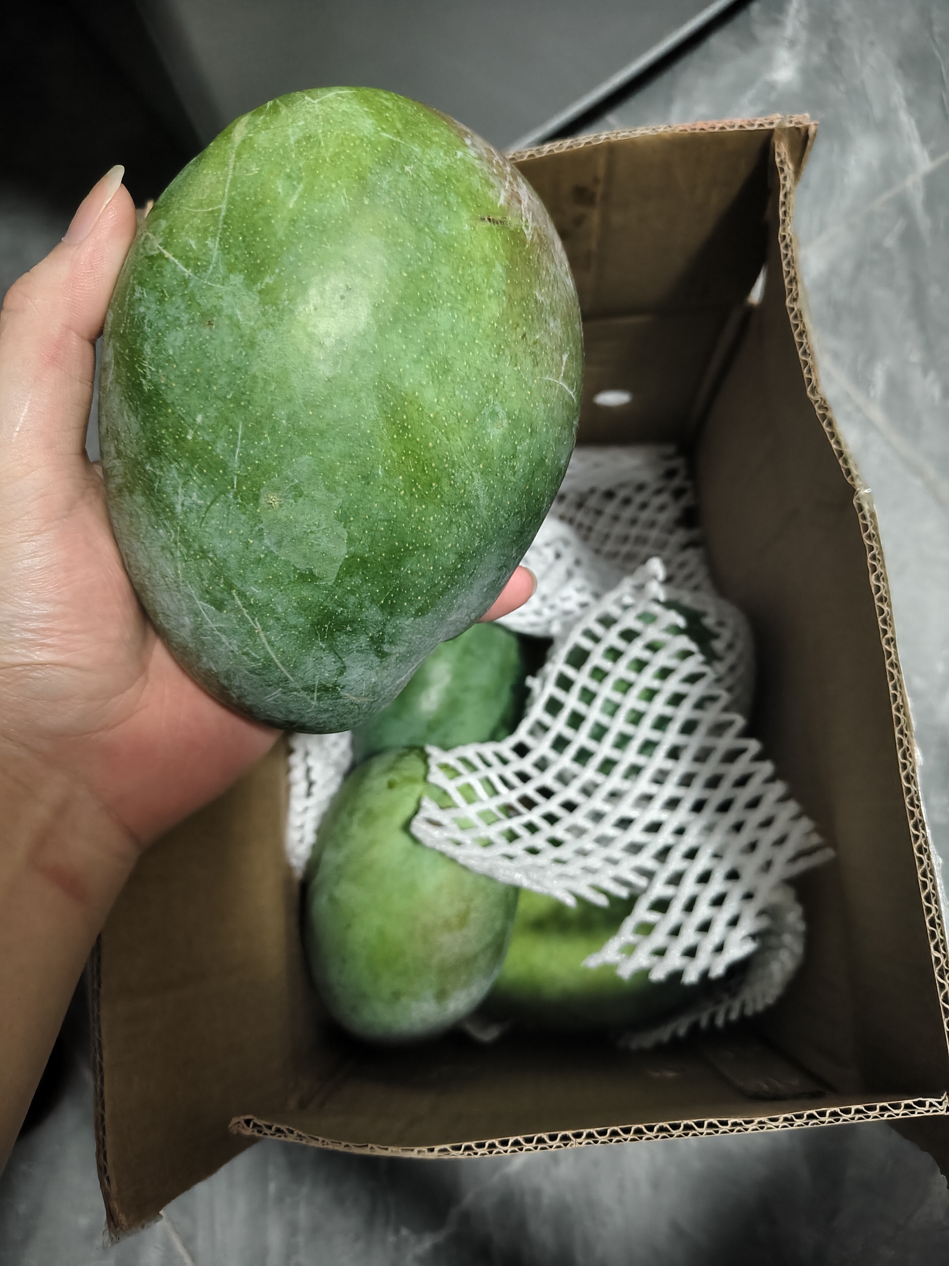 京鲜生四川凯特 净重8斤装 单果400g+ 新鲜芒果水果 源头直发包邮 实拍图