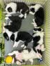 皇家狗粮 幼犬奶糕幼犬狗粮宠物中型犬MES30 全价犬粮 ≤2月 4KG 实拍图