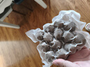 海霸王潮汕牛肉丸200g*5袋2斤肉含量90%+火锅食材烧烤 实拍图