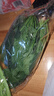 大菠菜300g 实拍图