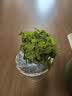 花翁薄荷盆栽可食用水培柠檬薄荷叶好养迷迭香苗植物室内绿植源头直发 实拍图
