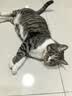 亿迪 猫粮冻干10斤成猫幼猫国产全价布偶蓝猫银渐层全阶段专用 实拍图