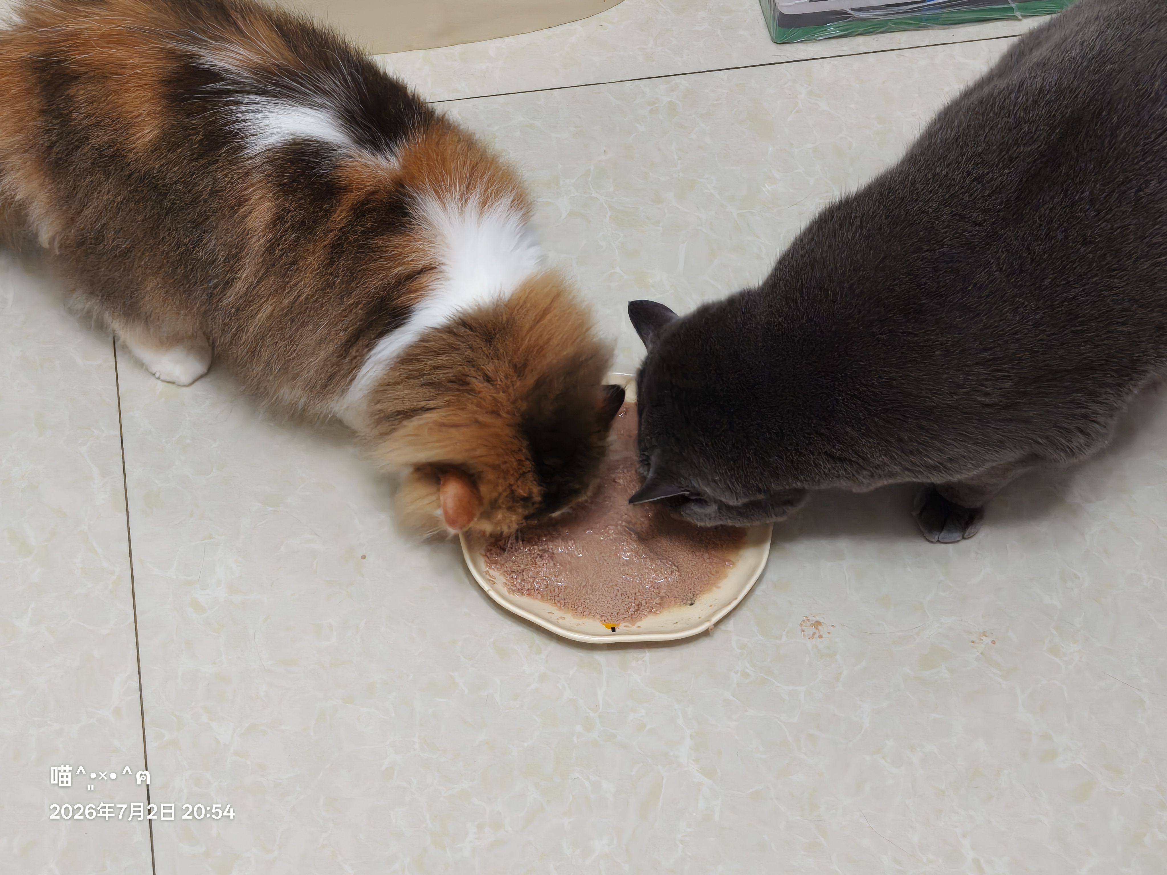 冠能猫粮室内成猫猫粮7kg 全价猫粮 添加膳食纤维 控制毛球 实拍图