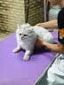 pidan猫砂 天然钠基球型猫砂2.4kg*4包 球型膨润土砂京东自营 实拍图