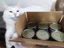 麦富迪 猫罐头 宠物猫咪零食猫湿粮罐头 吞拿鱼鸡肉味 170g*12 实拍图
