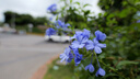 松下S9（20-60mm F3.5-5.6）（Panasonic）全画幅微单 实时Lut 滤镜直出 连接app极速分享 灰银 实拍图