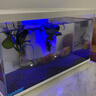 喜高超白玻璃鱼缸智能鱼缸免换水小型客厅水族箱一体式过滤氧气鱼缸 白-鱼缸+造景 485*225*283mm 实拍图