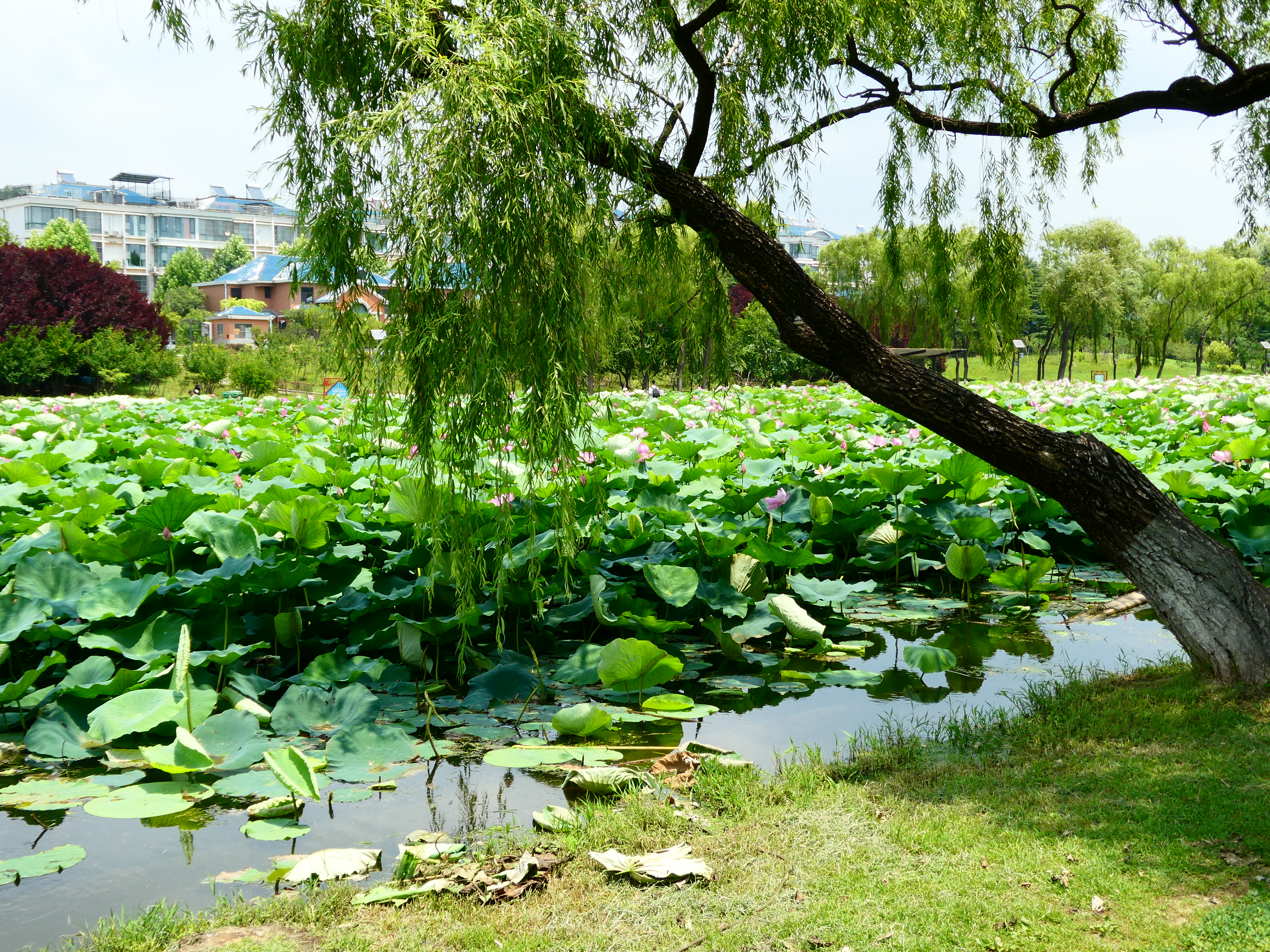 松下（Panasonic）ZS99 长焦便携数码相机/卡片机 30倍光学变焦 小巧便携 Type-C接口 银色 晒单实拍图