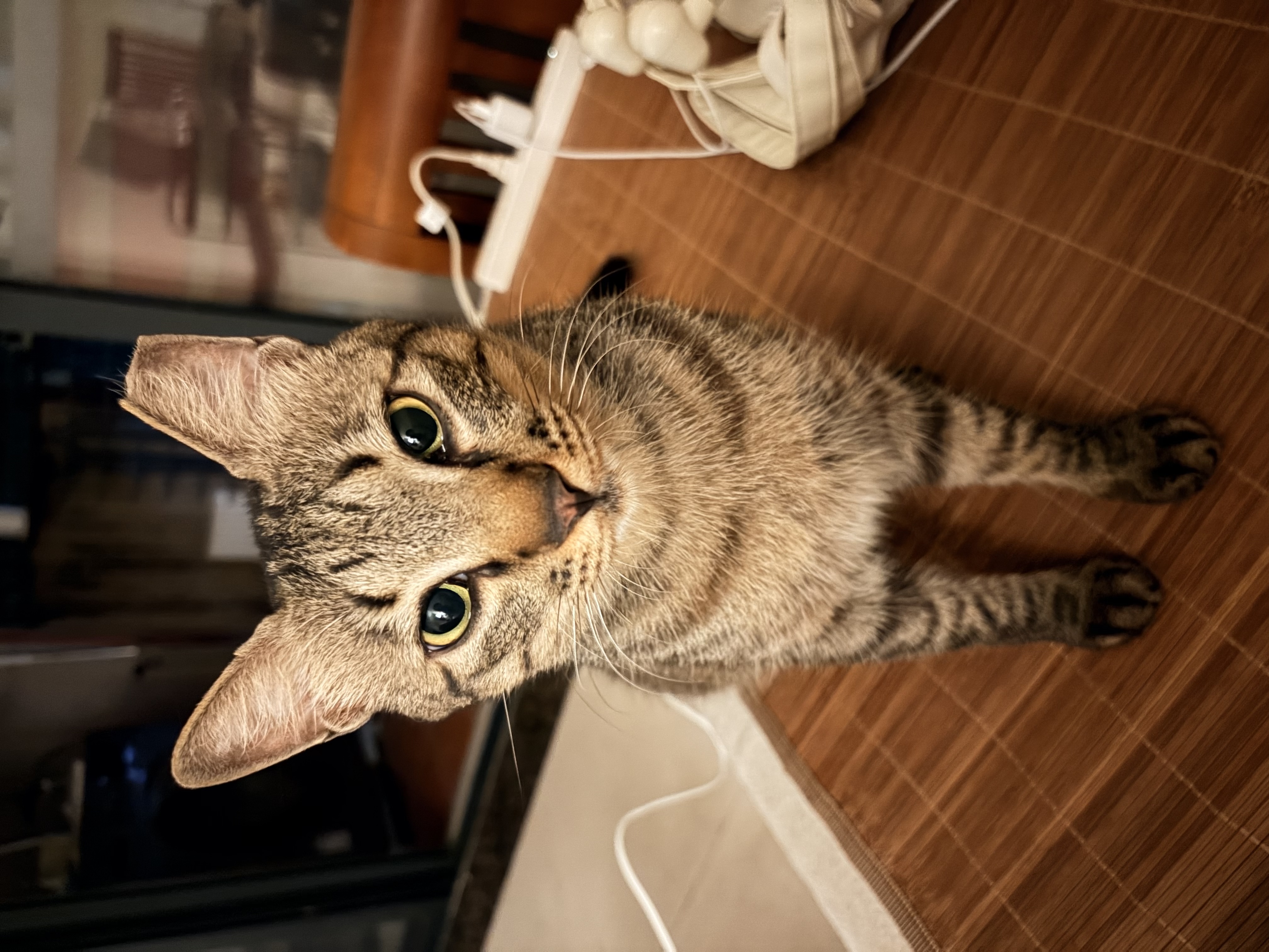 洁客 豆腐膨润土混合猫砂除臭结团懒人猫砂2.5kg*8袋共20kg整箱装 实拍图