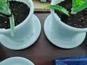 漫生活绿植盆栽托盘垫接水圆形防烂根树脂花盆底座托盘特厚外径210型3个 实拍图