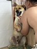 疯狂小狗小耳朵冻干夹心狗粮比熊小型犬幼成犬粮鸡肉兔肉鸭肉组合4.5kg9斤 实拍图