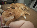 普安特猫咪狗狗宠物复合维生素片维生素b皮肤病视力衰退掉毛美毛金维葆 实拍图