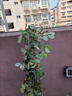 行湘爬藤月季花卉绿植盆栽阳台花园地栽 粉色龙沙1.6米左右 源头直发 实拍图