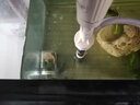 金利佳（Jeneca） 鱼缸换水器电动抽水器洗沙器洗砂 自动吸便器吸水器水族箱抽便器 A款+电池+过滤袋*5 实拍图
