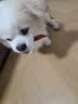 麦富迪狗狗零食 奢华营养鸭肉干400g成幼犬磨牙训练奖励解馋宠物零食 实拍图