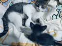 七彩缦冻干猫粮5斤2.5kg宠物幼猫成猫全阶段流浪20猫咪主粮深海鱼 鱼味猫粮5斤 实拍图