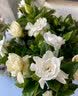 花翁栀子花盆栽四季开花卉大全树苗室内绿植好养易活茉莉花源头直发 实拍图