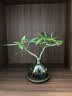 八芽发财树小盆栽花卉水培植物客厅桌面绿植室内四季招财树办公室好养 双杆发财树-小蓝瓶-含紫砂托 含盆 实拍图