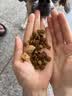 伯纳天纯狗粮中大型犬全价成年犬粮17kg羊肉蔓越莓味囤货装 实拍图