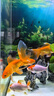 森森（SUNSUN）大型鱼缸底过滤水族箱客厅家用落地玻璃生态金鱼缸 【实时温显+灯控】纳米灰 0.6米长35cm宽 实拍图