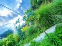 凡士林润唇小q罐7g原味 淡化唇纹滋润保湿唇膜去死皮唇膏 实拍图