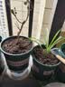 九千谷加仑花盆 高1.5加仑加厚圆形树脂控根加仑盆20*20cm 3个装5075 实拍图