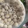 十月稻田 莲子 400g 湘潭产去芯磨皮白莲子 桂圆百合银耳羹煲汤食材 实拍图