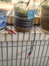耐德斯特中文大屏自动浇花器定时浇水神器智能灌溉控制器+两用喷头20组 实拍图