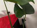 植物支架B1P50-固定花架爬藤花卉盆栽金钱树造型制作材料支撑 铁支架【40cm】10支+固定夹10个 默认 实拍图