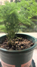 文竹盆栽绿植花卉盆景植物室内客厅水培文松云竹文竹大苗四季常青 小文竹【1颗】原盆原土球发货 高度15-25cm 实拍图