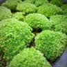 孙凯（SUNKAI）鲜活苔藓青苔藓 微景观植物盆景生态瓶diy绿植水陆缸假山盆栽盆景 实拍图